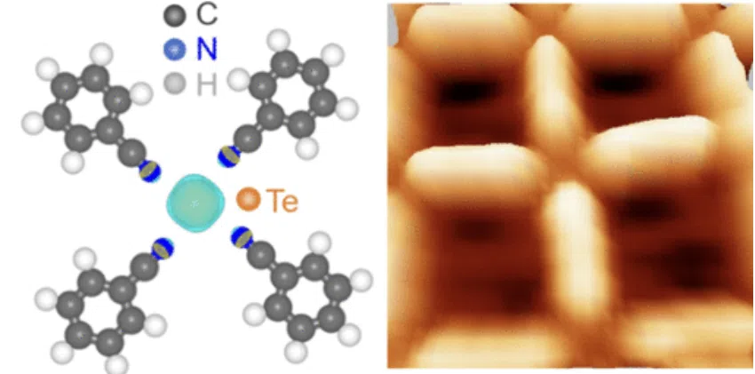 Constructing Molecular Networks on Metal Surfaces through Tellurium-Based Chalcogen-Organic Interaction